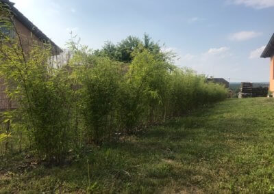 Bambusový živý plot po 1. roce