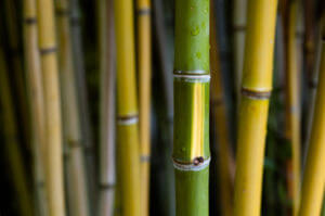 Bambus Francie I.