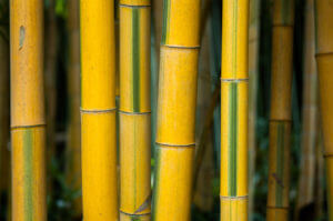 Bambus Francie III.