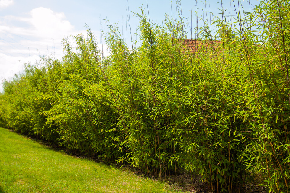 Jaký bambus na živý plot?