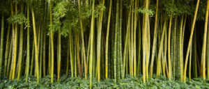Bambusová stěna