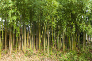 Bambusová stěna