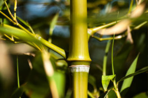 Detail bílého proužku pod kolínkem Phyllostachys Atrovaginata