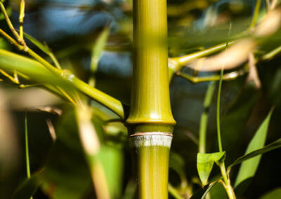 Detail bílého proužku pod kolínkem Phyllostachys Atrovaginata