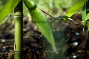 Detail stébla Phyllostachys Atrovaginata