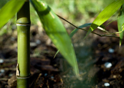 Detail stébla Phyllostachys Atrovaginata