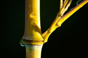 Detail stébla Phyllostachys Aureosulcata Aureocaulis