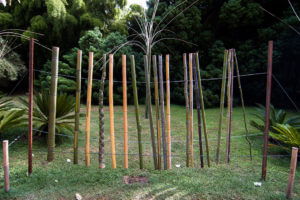 Druhy bambusu