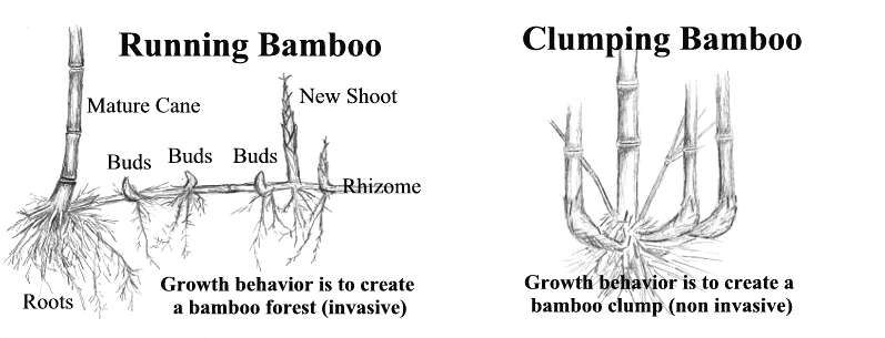 Ukázka invazivního a neinvazivního kořenového systému bambusů (https://bamboopropagation.info/)