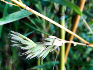 Květ bambusu Phyllostachys aureosulcata Spectabilis