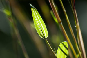 List Phyllostachys Aurosulcata Aureocailus se žlutým proužkem (panašováním)