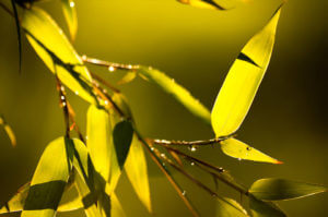 Listy Phyllostachys Aureosulcata Aureocaulis