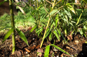Mladá solitérní rostlina Phyllostachys Atrovaginata