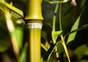 Phyllostachys Atrovaginata