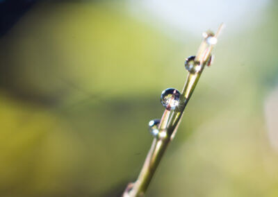 Phyllostachys Atrovaginata kapky rosy