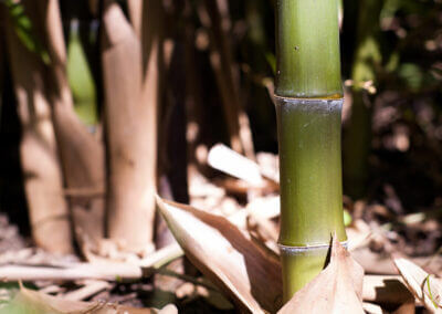 Phyllostachys Atrovaginata nové stéblo