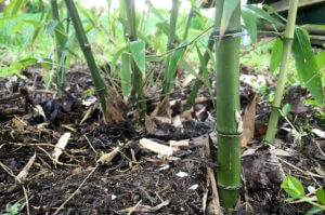 Phyllostachys Atrovaginata po odzimování