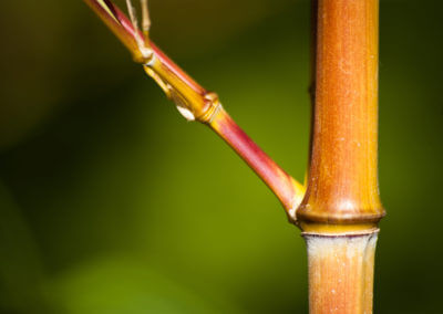 Phyllostachys Aureosulcata Aureocaulis