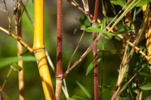 Mladá stébla Phyllostachys Aureosulcata Aureocaulis