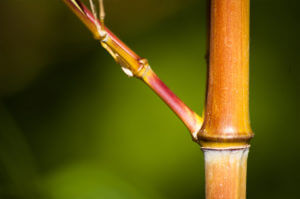 Phyllostachys Aureosulcata Aureocaulis se na slunci může zabarvovat do červena