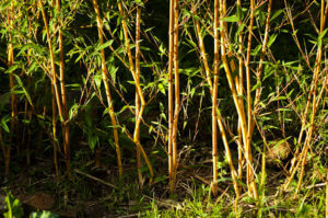 Rok po vysazení živého plotu z Phyllostachys Aureosulcata Aureocaulis