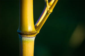 Mladá stébla a větvičky Phyllostachys Aureosulcata Aureocaulis mohou mít zelený proužek