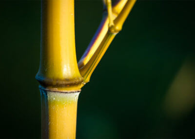 Mladá stébla a větvičky Phyllostachys Aureosulcata Aureocaulis mohou mít zelený proužek