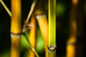 Phyllostachys Aureosulcata Spectabilis
