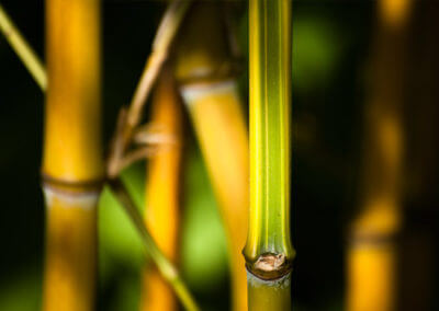 Phyllostachys Aureosulcata Spectabilis