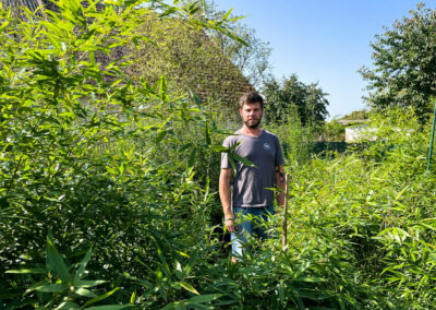 Phyllostachys Bissetii