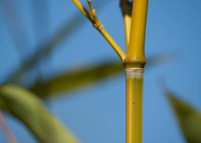 Speciál (Phyllostachys Aureosulcata Spectabilis) - žluté stéblo má zelený proužek