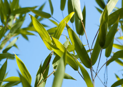 Speciál (Phyllostachys Aureosulcata Spectabilis) - listy