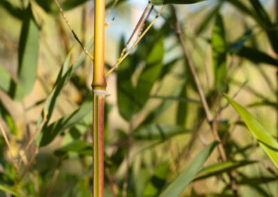 Speciál (Phyllostachys Aureosulcata Spectabilis) - žlutá stébla se zeleným proužkem mohou na slunci přecházet do červené barvy