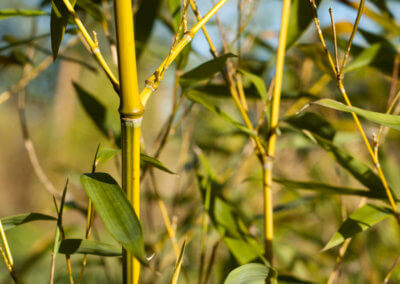 Speciál (Phyllostachys Aureosulcata Spectabilis)