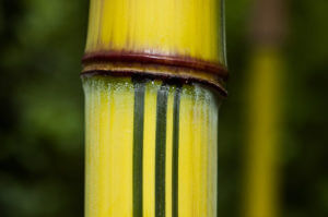 Phyllostachys Vivax Aureocaulis