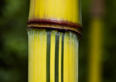 Phyllostachys Vivax Aureocaulis