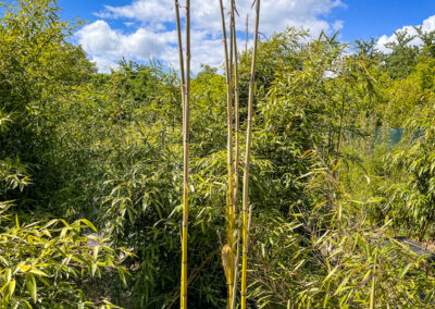 Nová stébla Phyllostachys aureosulcata Aureocaulis (Žluťák)