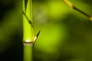 Phyllostachys Vivax Huanwenzhu