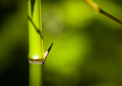 Phyllostachys Vivax Huanwenzhu