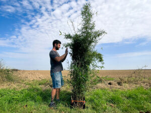 Hotový živý plot je široký zhruba 50 cm