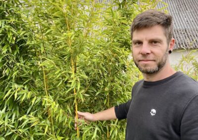 Předpěstovaný živý plot Phyllostachys aureosulcata Aureocaulis - Žluťák