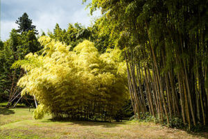 Bambusové zátiší