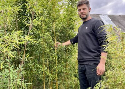 Vysoký předpěstovaný živý plot Phyllostachys aureosulcata Aureocaulis - Žluťák