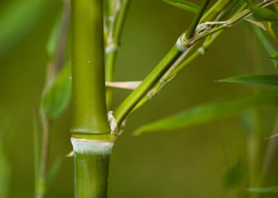 Detail stébla Zeleňáka - Phyllostachys Atrovaginata