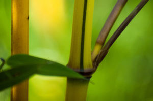 Zelený proužek na novém stéblu Phyllostachys Aureosulcata Aureocaulis