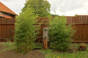 Živý plot z Phyllostachys Aureosulcata Aureocaulis 1 rok po vysazení a přidání protikořenové zábrany
