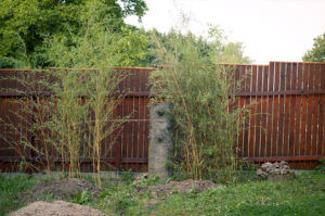 Živý plot z Phyllostachys Aureosulcata Aureocaulis ihned po vysazení