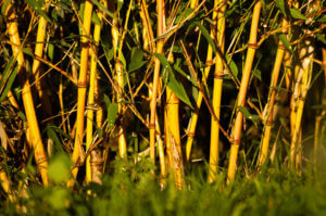 Živý plot z bambusu Phyllostachys Aureosulcata Aureocaulis 1 rok od vysazení