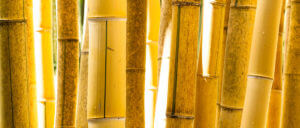 Žlutý bambus