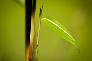 Žlutý proužek na listu Phyllostachys Aureosulcata Aureocaulis